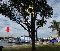 Tree near marina with koala